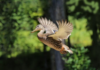 female mallard duck in flight