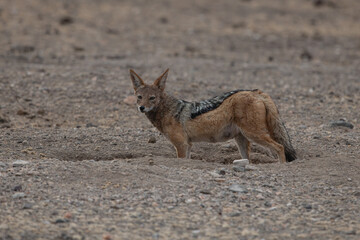 A jackal entering its home, a hole in the ground, a burrow