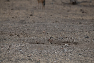 Jackal pups peeking from their burrow