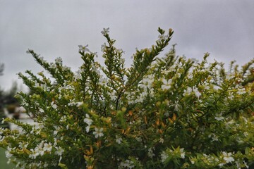 Lush False Heather Plant with Tiny Flowers