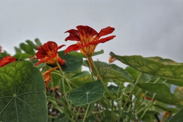 Close-Up of Red Nasturtium Flower with Yellow Center