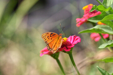 Orange Gulf fritillary butterfly pollinating on pink Zinnia flower. 