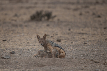 A mother jackal with her pups playing and interacting in Africa in the wild