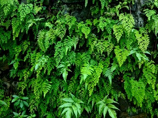 Green fern leaves hanging down on wall