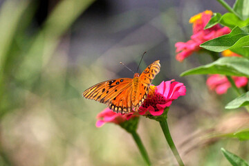 Orange Gulf fritillary butterfly pollinating on pink Zinnia flower. 