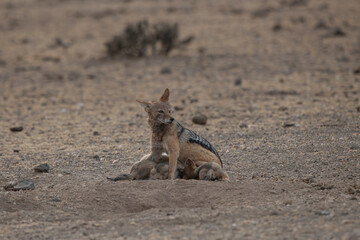 A mother jackal with her pups playing and interacting in Africa in the wild