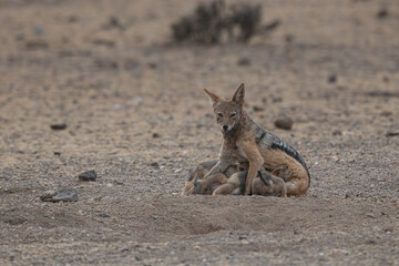A mother jackal with her pups playing and interacting in Africa in the wild