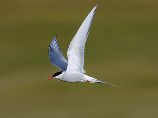 Arctic Tern in Flight Against Soft Blur Background