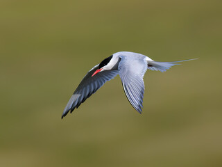 Arctic Tern in Flight Against Soft Blur Background