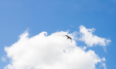 silhouette of a stork flying in the blue sky