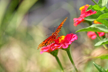 Orange Gulf fritillary butterfly pollinating on pink Zinnia flower. 