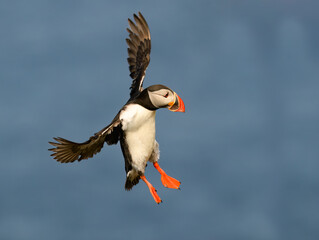 Atlantic Puffin Flying Over Ocean Background