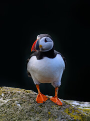 Atlantic Puffin Standing on Rocky Shoreline