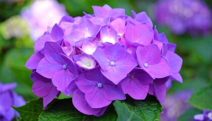 Close-up of a vibrant purple hydrangea