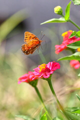 Orange Gulf fritillary butterfly pollinating on pink Zinnia flower. 