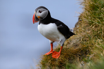 Atlantic Puffin Standing on Coastal Grassland
