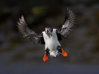 Atlantic Puffin in Flight with Fish Catch