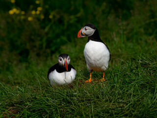 Atlantic Puffins Nesting on Grassland in Summer
