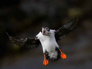Atlantic Puffin in Flight with Fish Catch