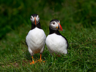 Atlantic Puffins Pair Standing on Green Grass
