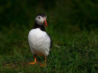 Atlantic Puffin Standing on Lush Green Grass