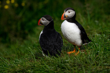 Atlantic Puffins Pair Standing on Green Grass
