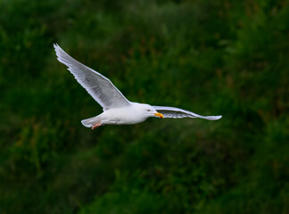Glaucous Gull Soaring Over Lush Green Habitat