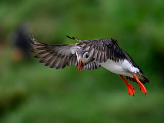 Atlantic Puffin in Flight on Green Background