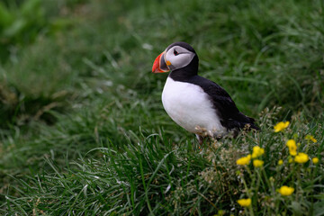 Atlantic Puffin Standing on Green Grass with Wildflowers