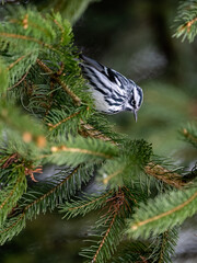 Black-and-White Warbler foraging in Evergreen Tree