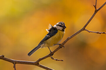 Close up of a blue tit bird on a tree after its bath. Cyanistes caeruleus. Orange and green blurred background. Copy space. Blue and yellow feathers.