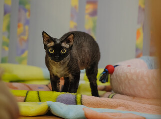 Curly Black Devon Rex Cat in Apartment