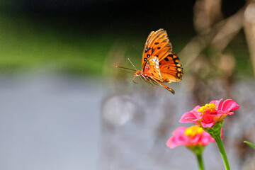 Orange Gulf fritillary butterfly pollinating on pink Zinnia flower. 