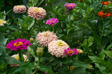Outdoor raised flower bed full of zinnia flowers. Varies sizes and colors.