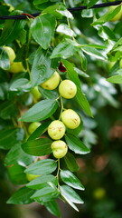 대추나무에 주렁주렁 열린 대추들