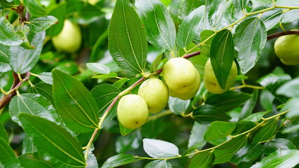 대추나무에 주렁주렁 열린 대추들