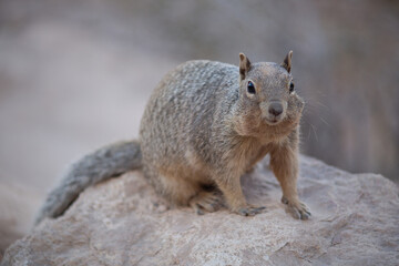 Lone rock squirrel (Otospermophilus variegatus), Grand Canyon