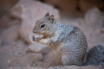 Lone rock squirrel (Otospermophilus variegatus), Grand Canyon