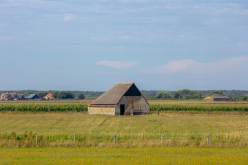 Summer polder landscape, Typical Texel island with old sheep shed farmhouse on green grass with maize or corn field as background, The Dutch Wadden Islands off the coast of Netherlands, Noord Holland.