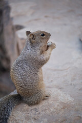 Lone rock squirrel (Otospermophilus variegatus), Grand Canyon