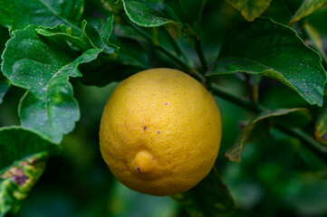 Closeup of Lemons on Branch in Cyprus
