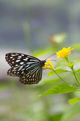 黄色い花に止まるリュウキュウアサギマダラ