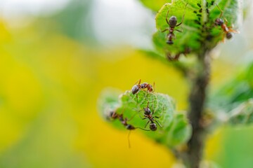 Close-up view of a green, leafy plant with ants on one leaf, soft lighting a