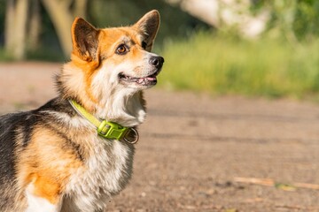 A corgi in a natural setting, possibly a park or field The dog is angled slightly to the right and facing left, with wet fur and visible tag on its collar Perked up ears suggest attentiveness Back