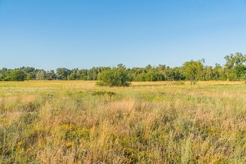 Summary Flat, open field under clear blue sky with tall dry grass and low vegetation No roads or structures visible unspoiled natural landscape Green and yellow colors