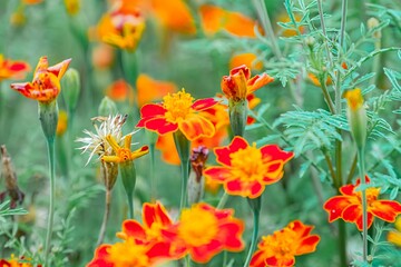 A vibrant, low-angle shot of a field filled with red and orange flowers against a backdrop of green grass, under soft diffused lighting