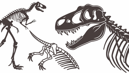 Dinosaur skeletons vector illustration. Prehistoric animal fossils, T-Rex and raptor bones for science and museum exhibits.