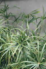 Obraz premium Close up of a lush green papyrus plant with long thin leaves. Natural abstract background of vibrant foliage and organic texture.