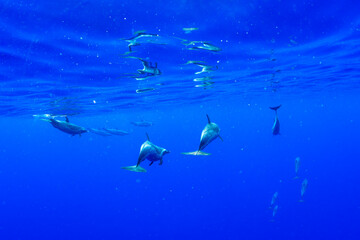 Pantropical spotted dolphins swimming underwater in Oahu, Hawaii, with clear blue ocean water and reflections near the surface.