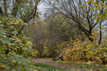 Autumn wilting in the far abandoned part of the park.